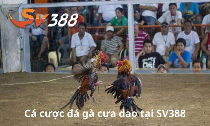 Giới thiệu về cá cược đá gà cựa dao tại SV388