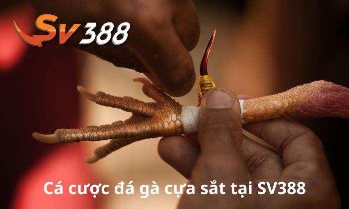 Giới thiệu về cá cược đá gà cựa sắt tại SV388