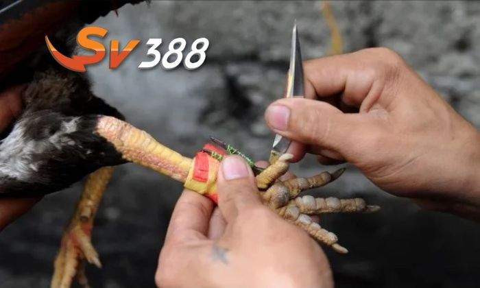 Luật chơi cá cược đá gà cựa dao tại SV388