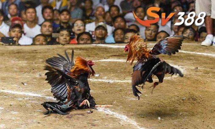 Tại sao nên chơi cá cược đá gà cựa dao tại SV388