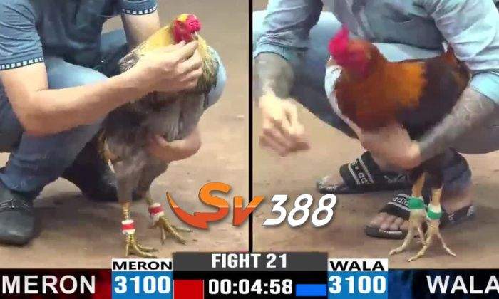 Ưu điểm chơi cá cược đá gà cựa sắt tại SV388